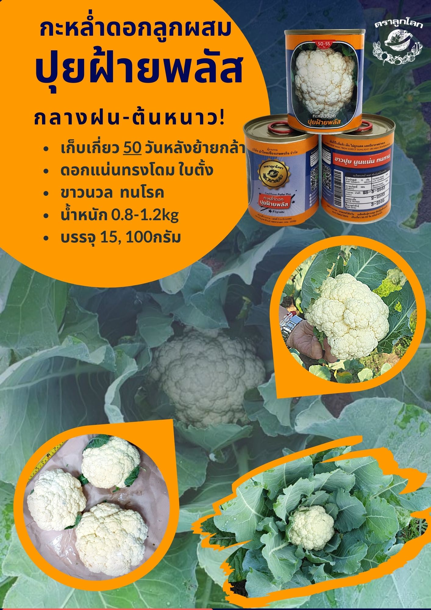 กะหล่ำดอก ปุยฝ้ายพลัส ตราลูกโลก