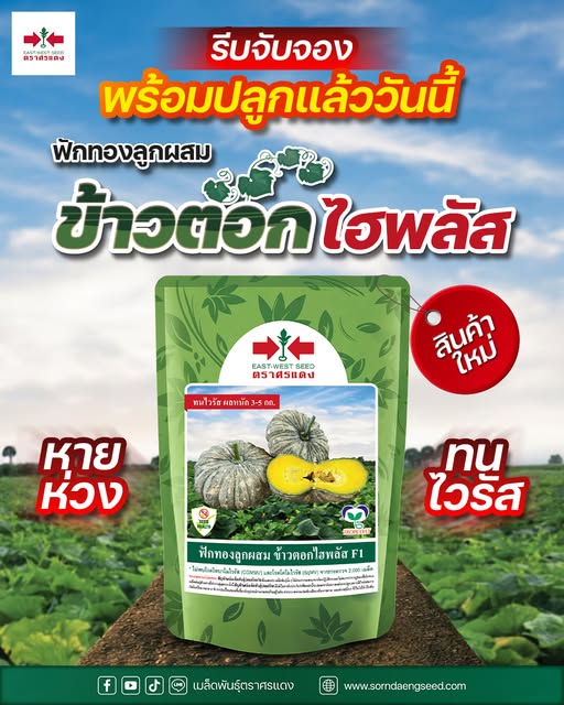 ฟักทอง ลูกผสมข้าวตอกไฮพลัส F1 ตราศรแดง (100กรัม)