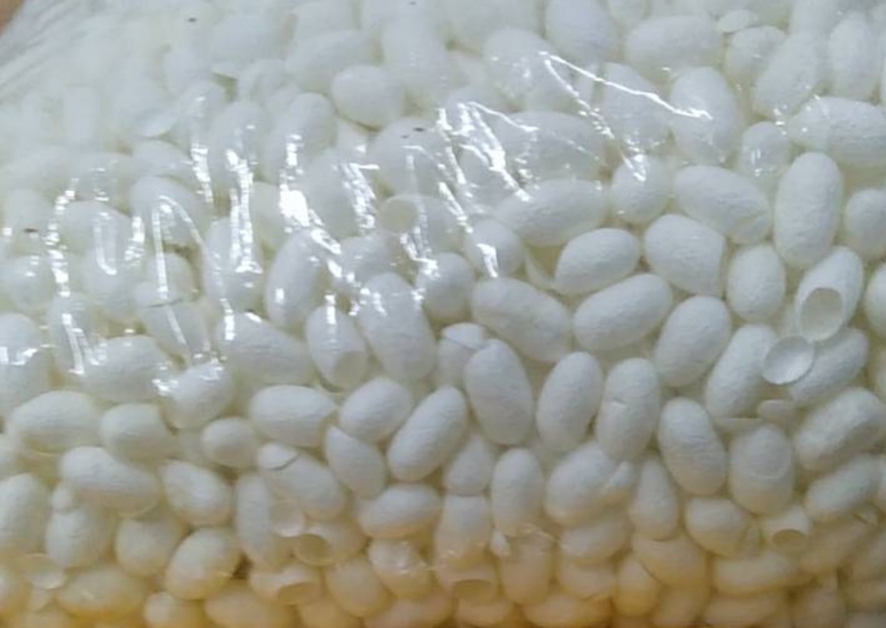 รังไหมขาวปาด (1 หน่วย หมายถึง 1 กิโลกรัม) รหัส 76-0708680