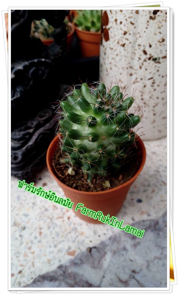 กระบองเพชร cactus