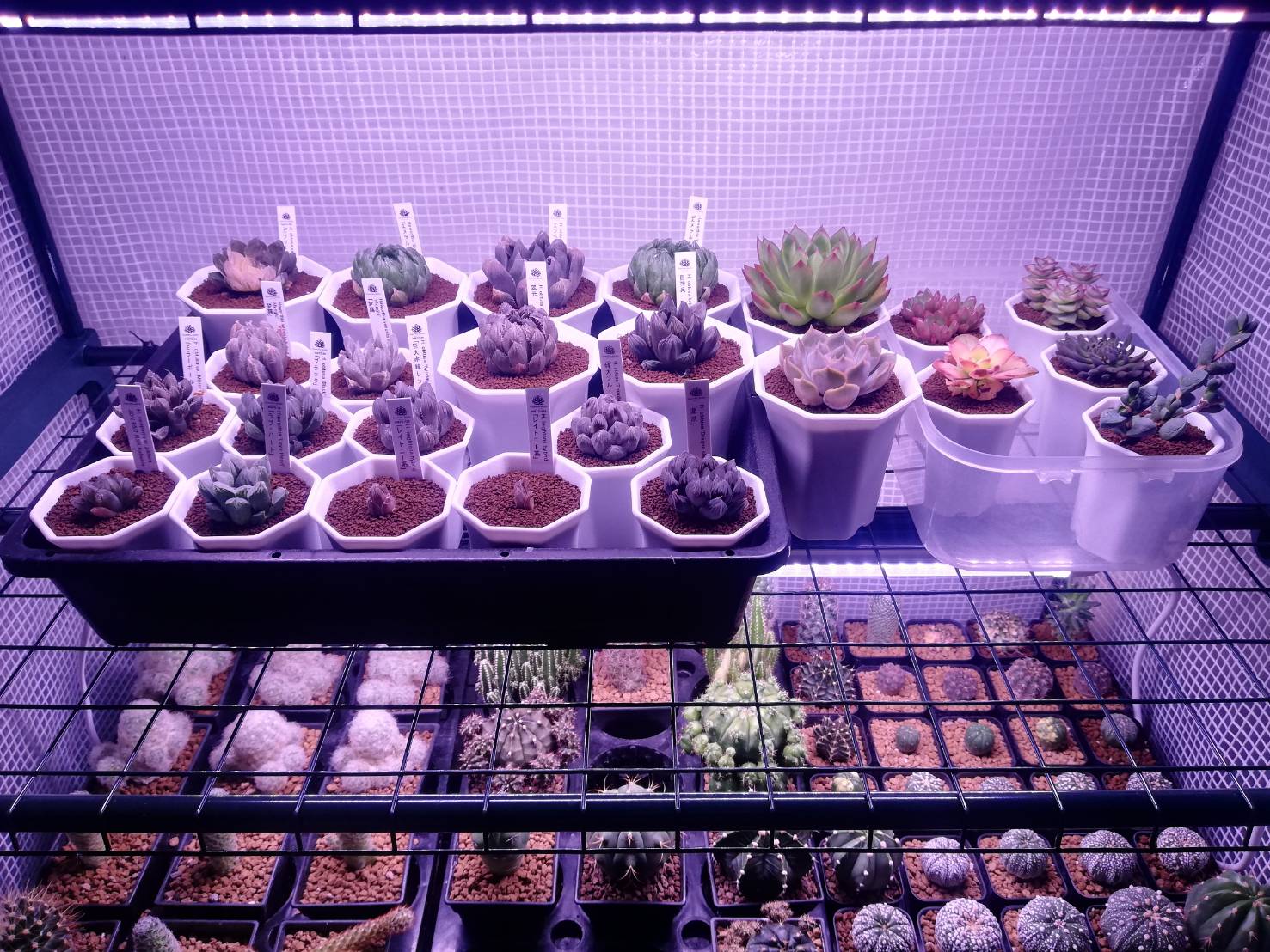 หลอดไฟปลูกต้นไม้ T20 35W ยาว 60CM LED Grow Light AC 220V หลอดใหญ่