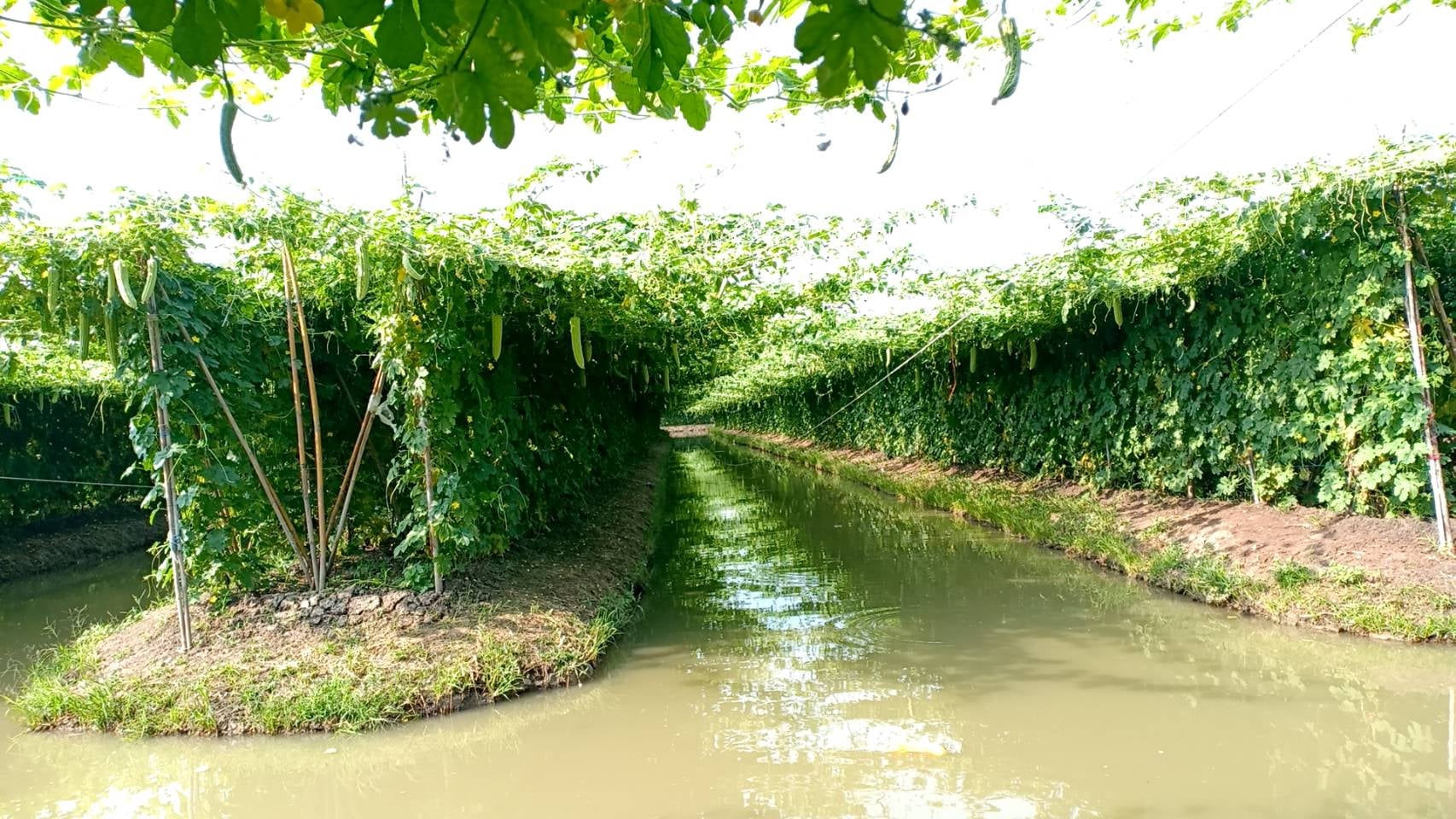 มะระจีนวสันต์ TA255 (50ก,100ก) เพื่อนเกษตรกร