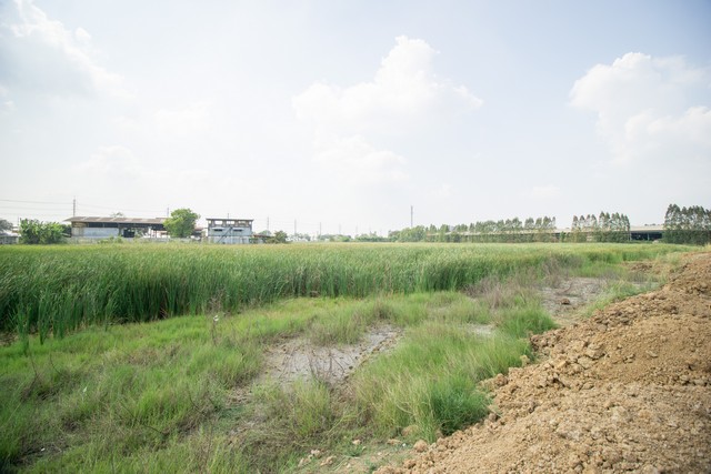 ขาย ที่ดิน ติดถนนสายเอเชีย ต.บางเดื่อ อ.บางปะหัน อยุธยา