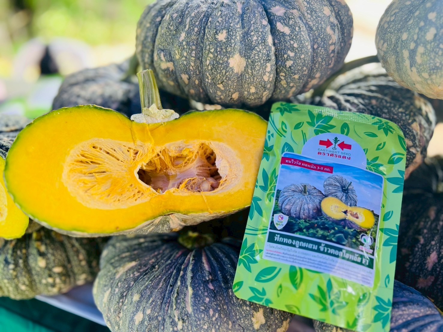 ฟักทอง ลูกผสมข้าวตอกไฮพลัส F1 ตราศรแดง (100กรัม)