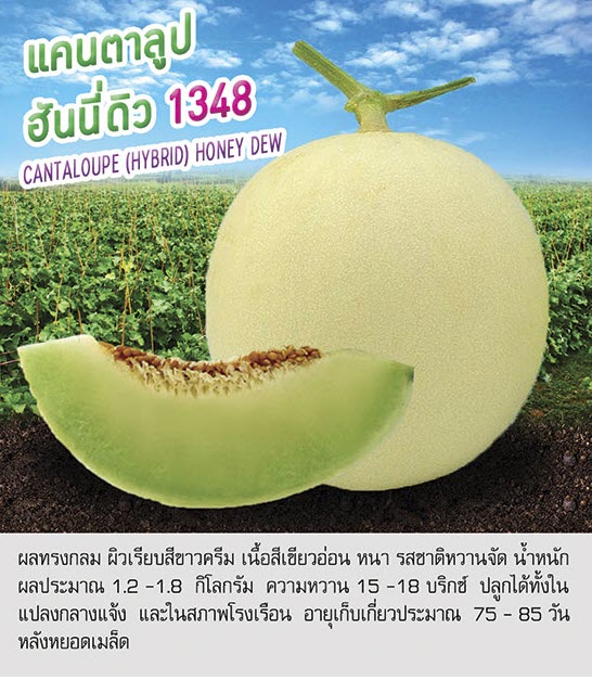แคนตาลูป ฮันนี่ดิว 1348 เพื่อนเกษตรกร ( 10กรัม , 20กรัม )