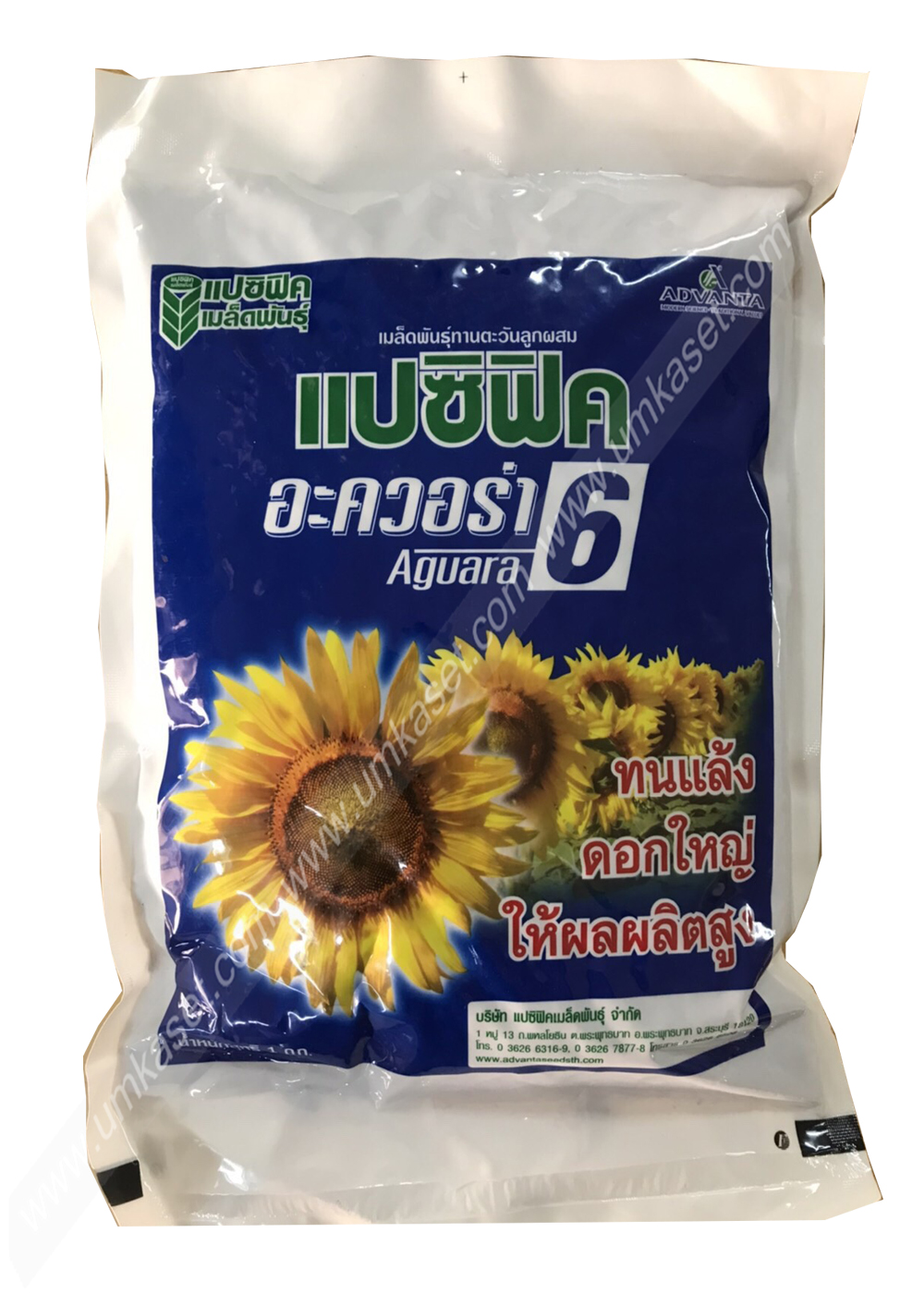 เมล็ดพันธ์ุดอกทานตะวัน อควอร่า6 แปซิฟิค 1 กิโล