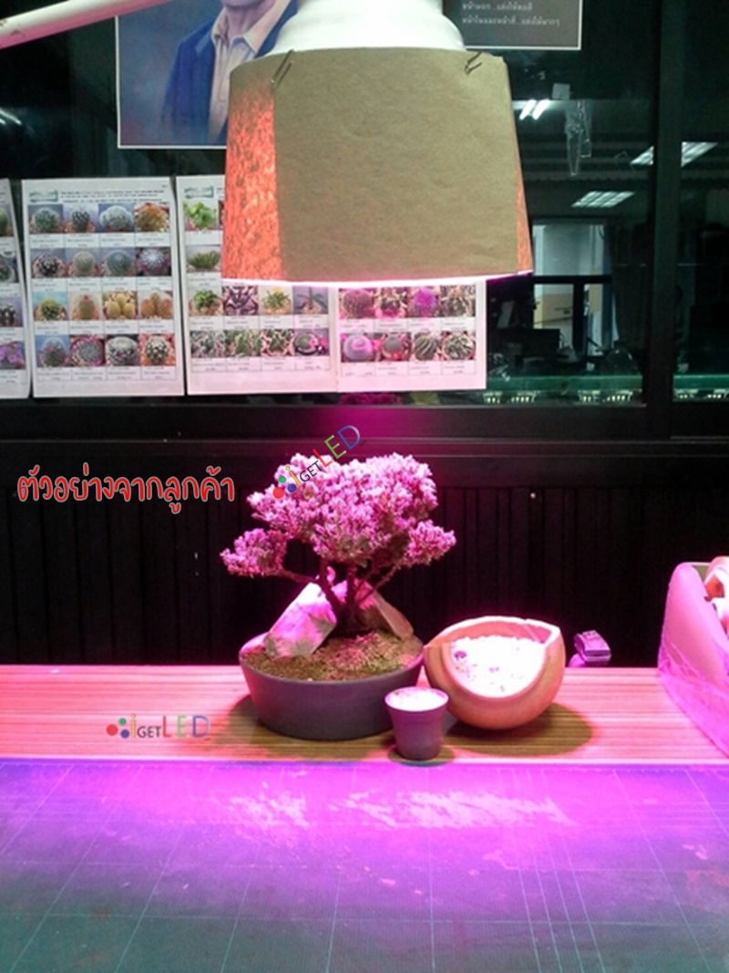20W LED Grow Light ขั้วเกลียวไฟบ้าน แสงสีชมพู