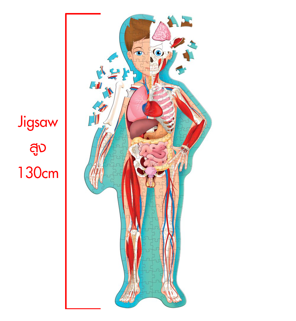 Travel, Learn, Explore. Learn and Explore Human Body Jigsaw 2 in 1 by Sassi Junior (Book +Jigsaw) รุ่นใหม่