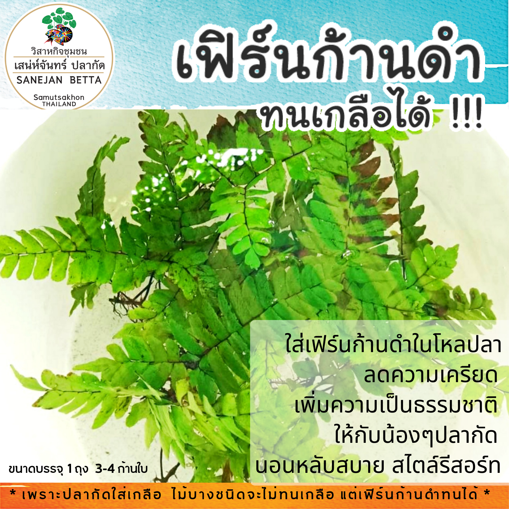 เฟิร์นก้านดำ ไม้น้ำของปลากัด