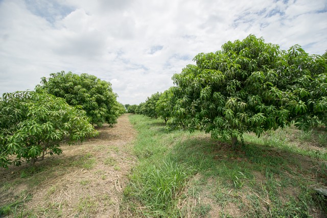 ขาย ที่ดิน ถูกสุด ๆ ต.สำพะเนียง บ้านแพรก อยุธยา สวนมะม่วง แปลงมุมติดถนนสวยมาก
