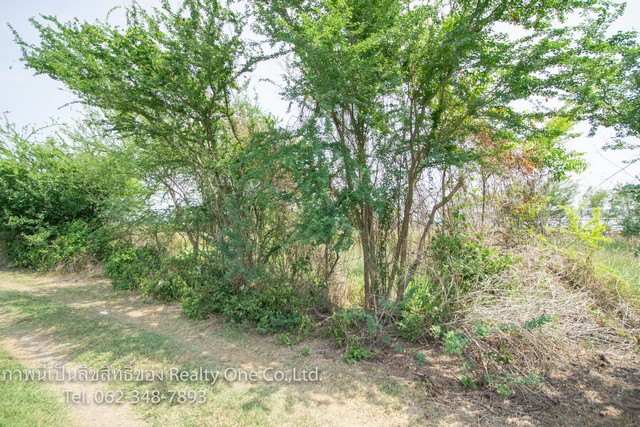 ขาย ที่ดิน ถ.บางบัวทอง-สุพรรณบุรี (340) ราคาถูก เท่าประเมินกรมที่ดิน