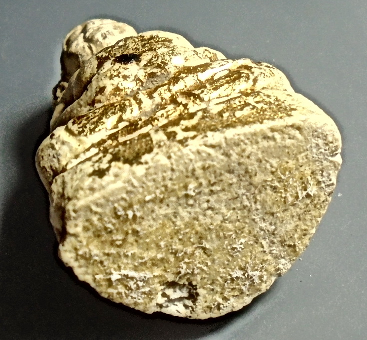 พระสังกัจจายน์ หลวงปู่เทพโลกอุดรปลุกเสก กรุวังหน้า