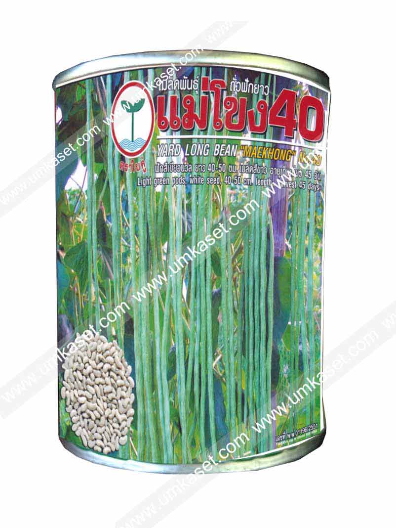 ถั่วฝักยาว แม่โขง40
