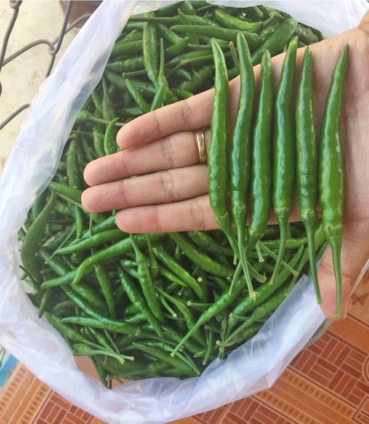 พริก กรีนฮอท 100 TA231 เพื่อนเกษตรกร