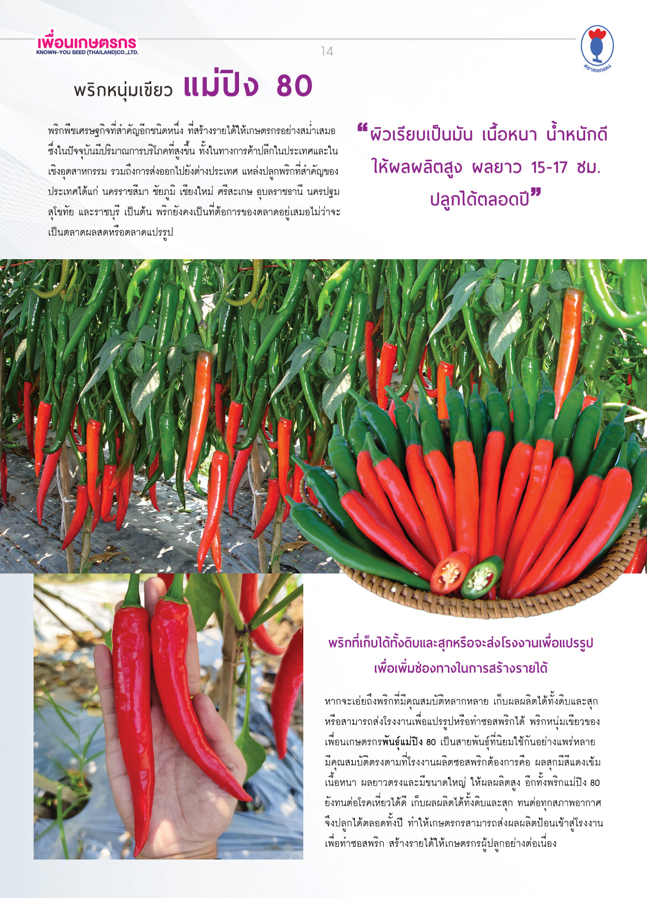 พริก แม่ปิง 80 F-39-80 เพื่อนเกษตรกร