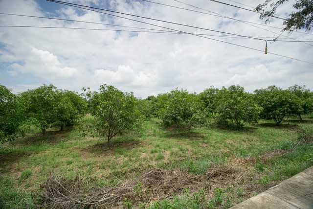 ขาย ที่ดิน ถูกสุด ๆ ต.สำพะเนียง บ้านแพรก อยุธยา สวนมะม่วง แปลงมุมติดถนนสวยมาก