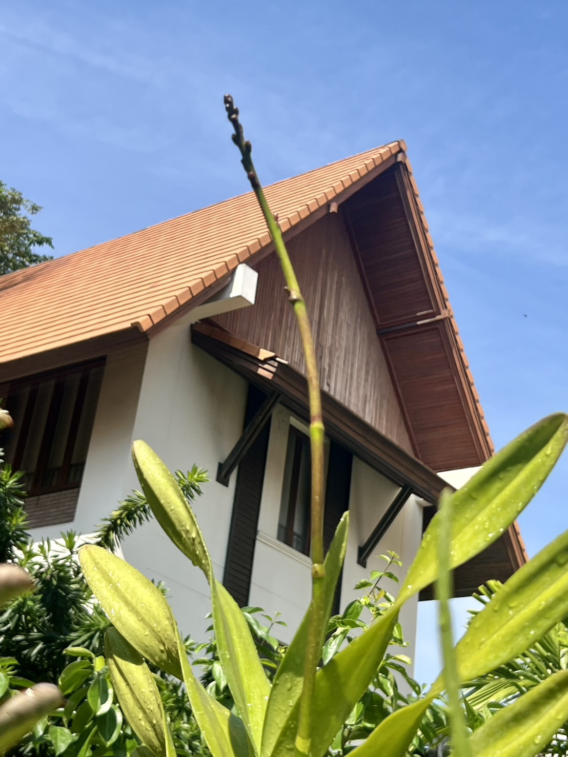 🏯หมู่บ้านเรือนมณี! ขายบ้านเดี่ยว 3 หลัง บนที่ดิน 185 ตรว บ้านไทยประยุกต์ กลางกรุงเทพฯ ใกล้ BTS พหลโยธิน24