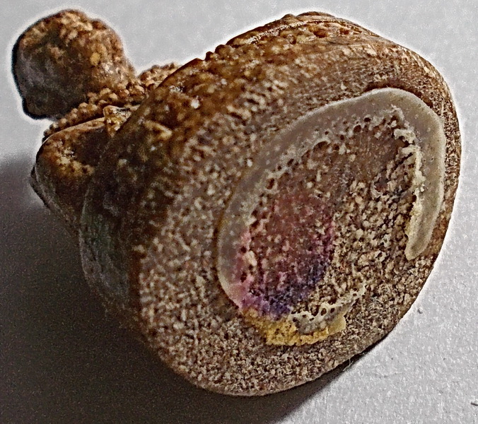 รูปเหมือนลอยองค์ หลวงปู่พรหมมา เขมจาโร เนื้อเรซิ่นกระเบื้องหลังคาโบสถ์ กล่องเดิม ปี 2538