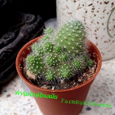 Mammillaria sp.
