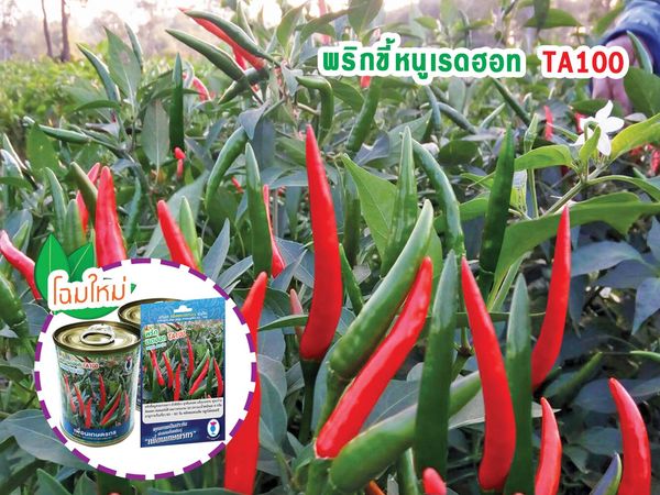 พริกขี้หนู เรดฮอท TA100 เพื่อนเกษตรกร