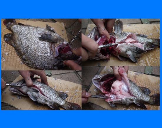 ฉมวก มีดเฉือนมีดแล่ปลา พร้อมปลอกฝัก จากค่าย EDC GEAR