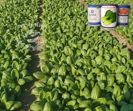 กวางตุ้งฮ่องเต้ลูกผสม โชกุน ตราลูกโลก 100 กรัม