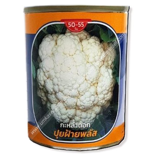 กะหล่ำดอก ปุยฝ้ายพลัส ตราลูกโลก