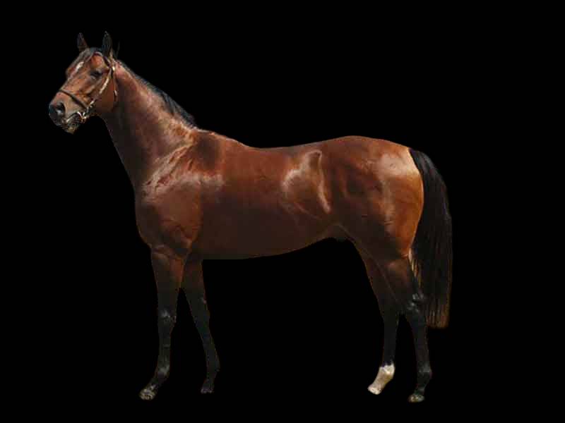 แผ่นยางปูพื้นคอกม้าบล็อคยาง หนา25mmชนิดหนาแน่นพิเศษ