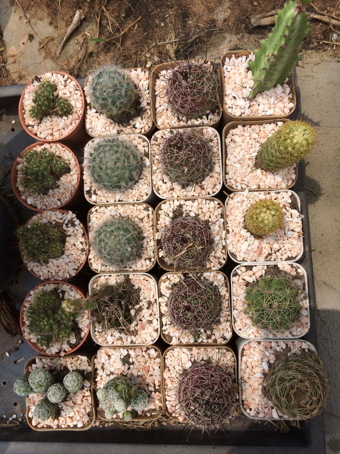 กระบองเพชร cactus กระถางละ 30 บาท