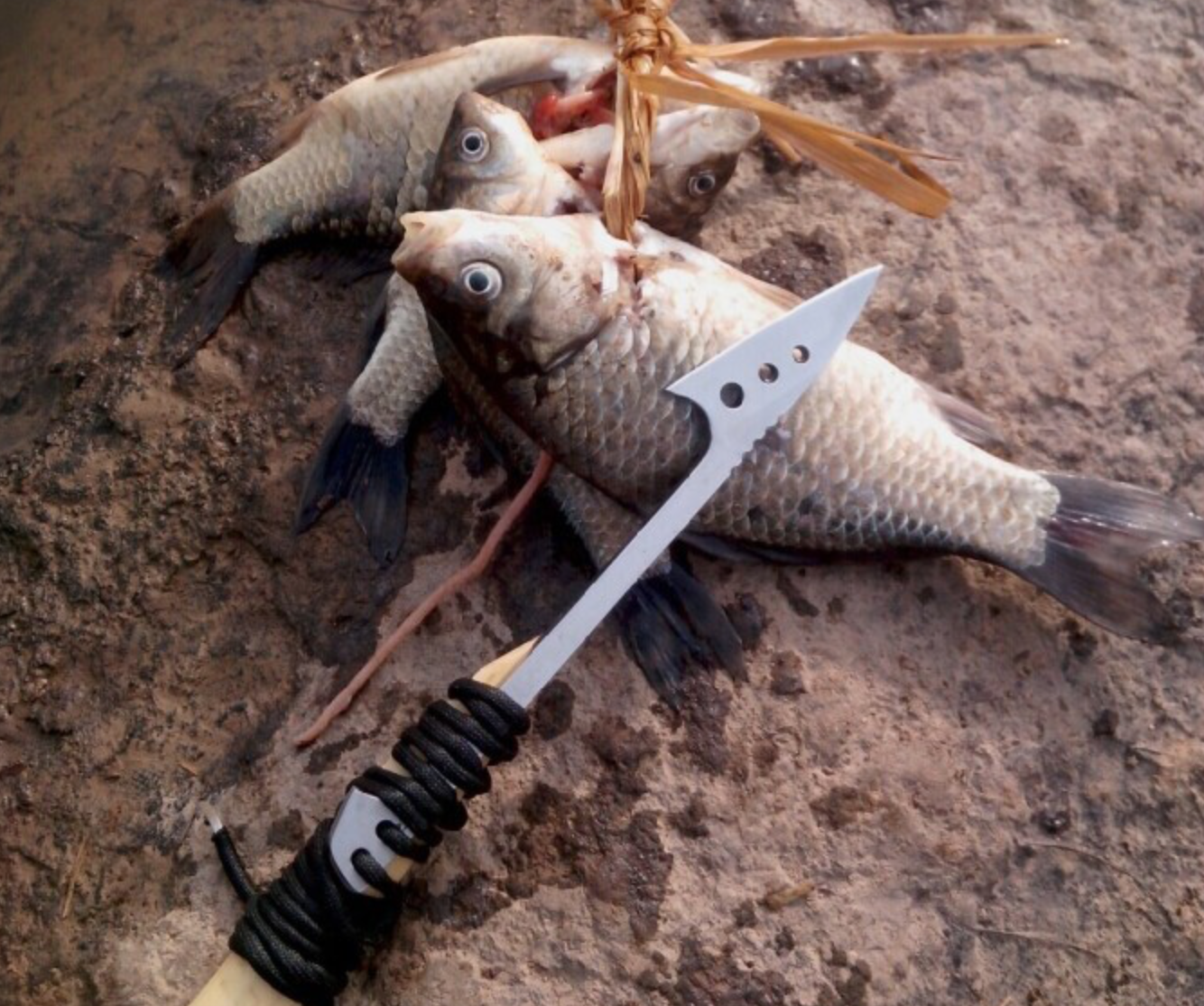 ฉมวก มีดเฉือนมีดแล่ปลา พร้อมปลอกฝัก จากค่าย EDC GEAR