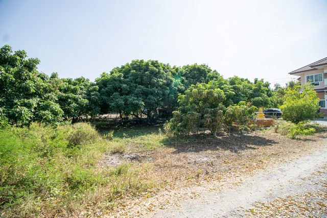 ขาย ที่ดิน พร้อม บ้าน ต.หัวโพธิ์ สองพี่น้อง สุพรรณบุรี