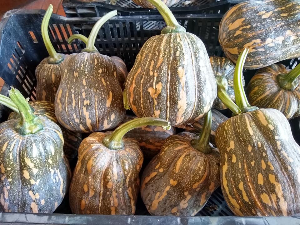 ฟักทองลูกผสม น้ำเต้าทอง TA225 เพื่อนเกษตรกร ( 20 กรัม)