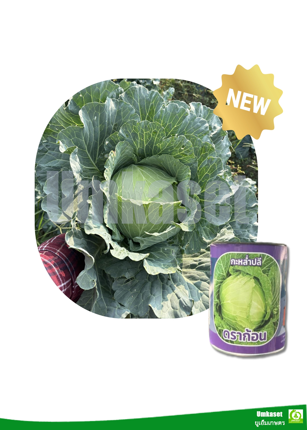 กะหล่ำปลี ดราก้อน ตราลูกโลก ( 20 กรัม,50 กรัม)