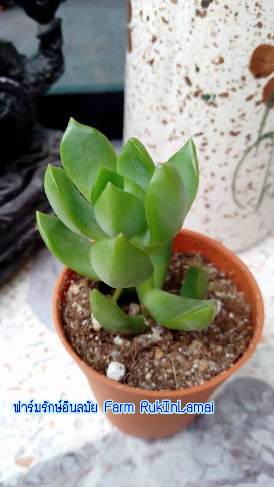 กุหลาบหินEcheveria sp.