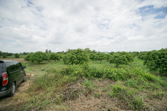 ขาย ที่ดิน ถูกสุด ๆ ต.สำพะเนียง บ้านแพรก อยุธยา สวนมะม่วง แปลงมุมติดถนนสวยมาก