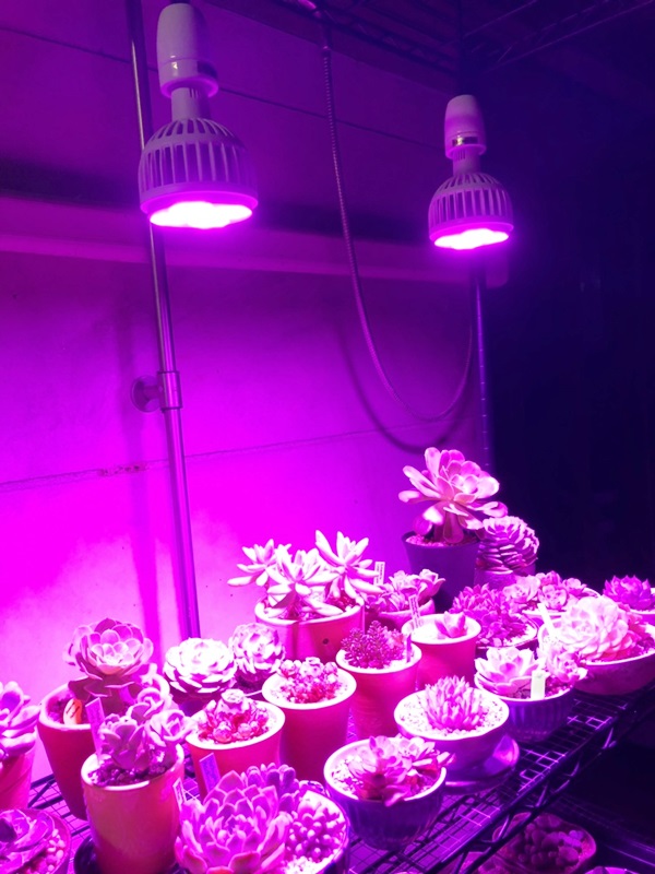 20W LED Grow Light ขั้วเกลียวไฟบ้าน แสงสีชมพู