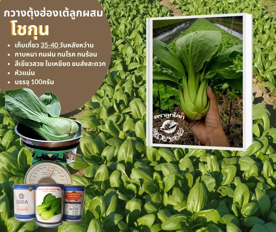 กวางตุ้งฮ่องเต้ลูกผสม โชกุน ตราลูกโลก 100 กรัม