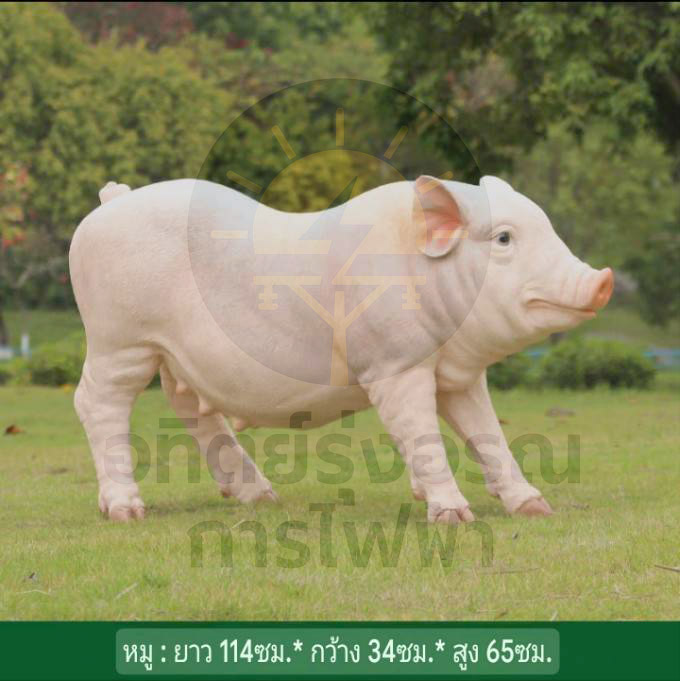 หมู