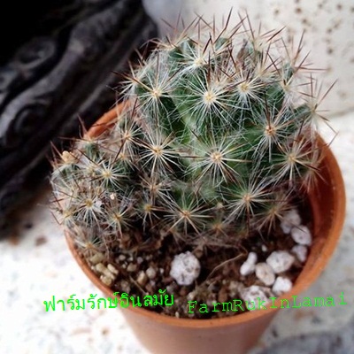 Mammillaria benekeii