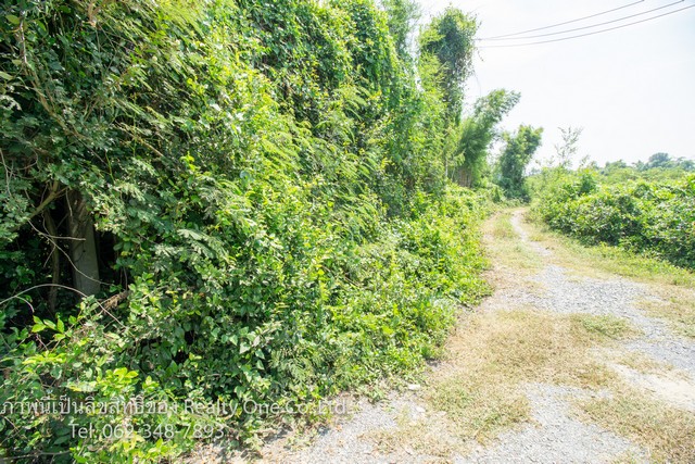 ขาย ที่ดิน ต.ดอนปรู อ.ศรีประจันต์ จ.สุพรรณบุรี ติดถนนคอนกรีต