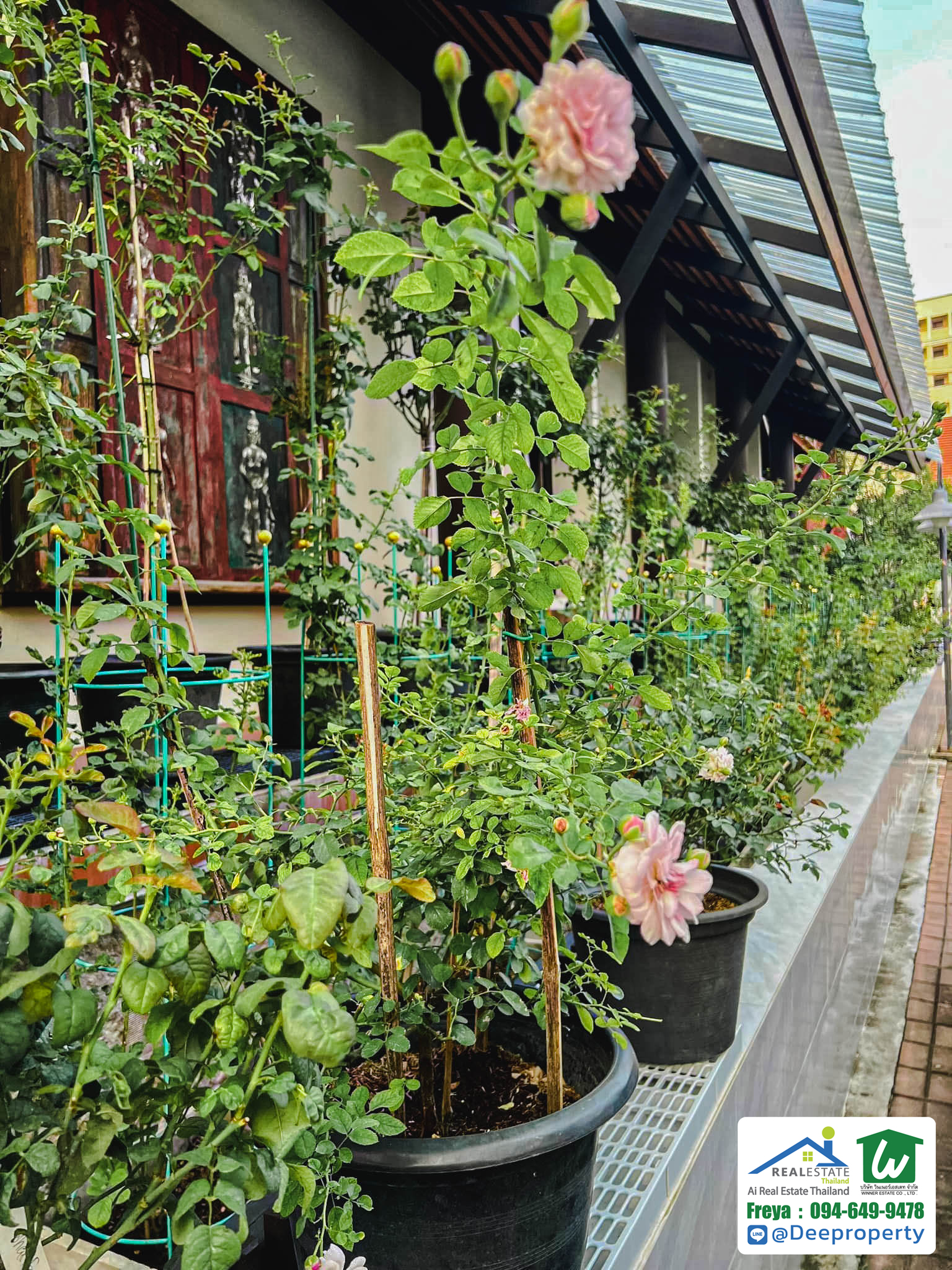 ขายบ้านเดี่ยว 3 ชั้น พหลโยธิน 24 ทำเลทอง ใกล้ห้าง Central ลาดพร้าว ขนาดใหญ่ 75.1 ตร.ว. แต่งครบพร้อมเข้าอยู่!