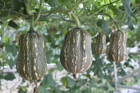 ฟักทองลูกผสม น้ำเต้าทอง TA225 เพื่อนเกษตรกร ( 20 กรัม)