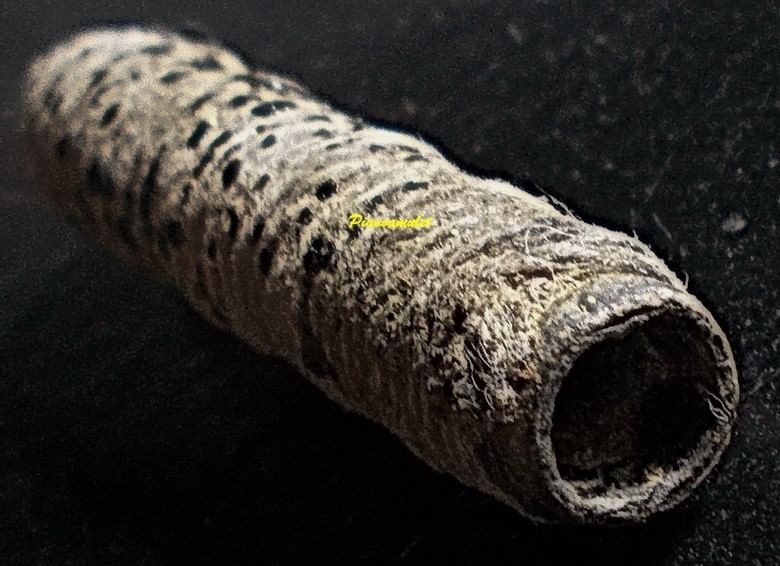 ตะกรุดสาริกา ถักเชือกลงรักเก่า ขนาด 1.5 นิ้ว ไส้ตะกั่ว เก่ามาก ไม่ทราบที่