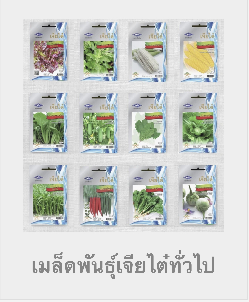 ผักซองเจียไต๋ OP 10 บ