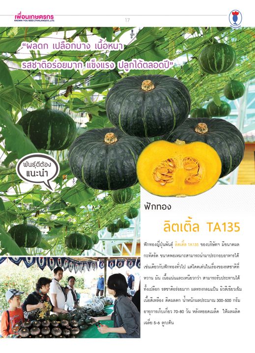 ฟักทองลูกผสม ลิตเติ้ล TA135