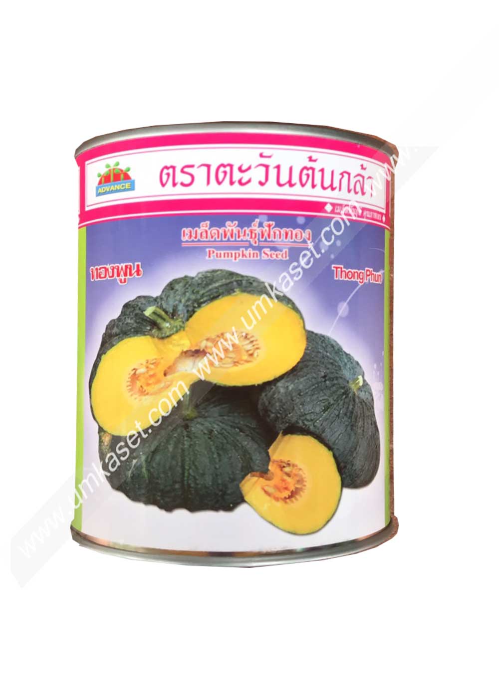 ฟักทอง ทองพูน ตะวันต้นกล้า