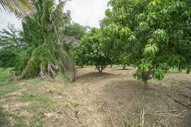 ขาย ที่ดิน ถูกสุด ๆ ต.สำพะเนียง บ้านแพรก อยุธยา สวนมะม่วง แปลงมุมติดถนนสวยมาก