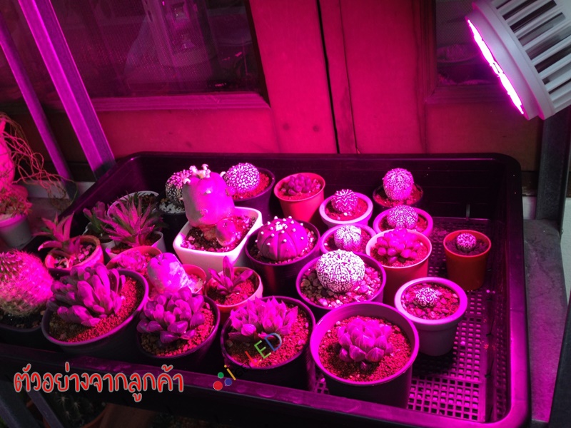 20W LED Grow Light ขั้วเกลียวไฟบ้าน แสงสีชมพู