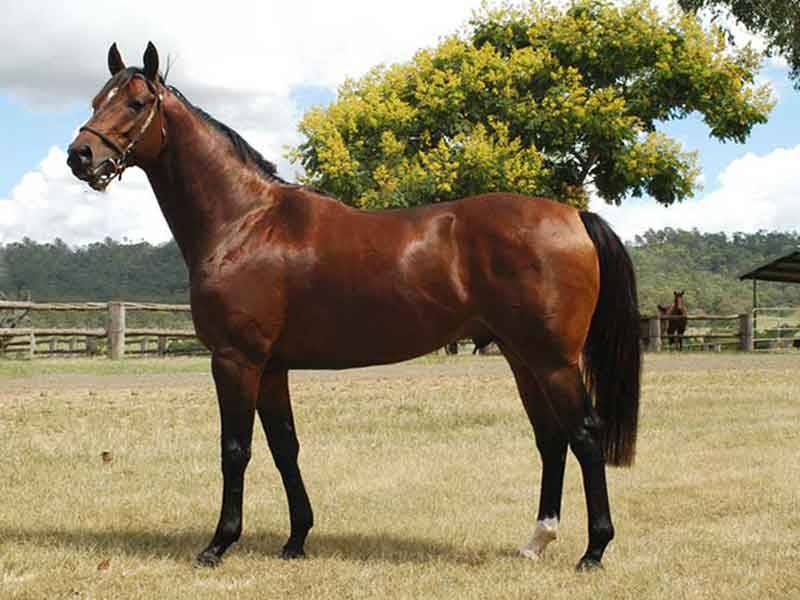 แผ่นยางปูพื้นคอกม้าบล็อคยาง หนา25mmชนิดหนาแน่นพิเศษ