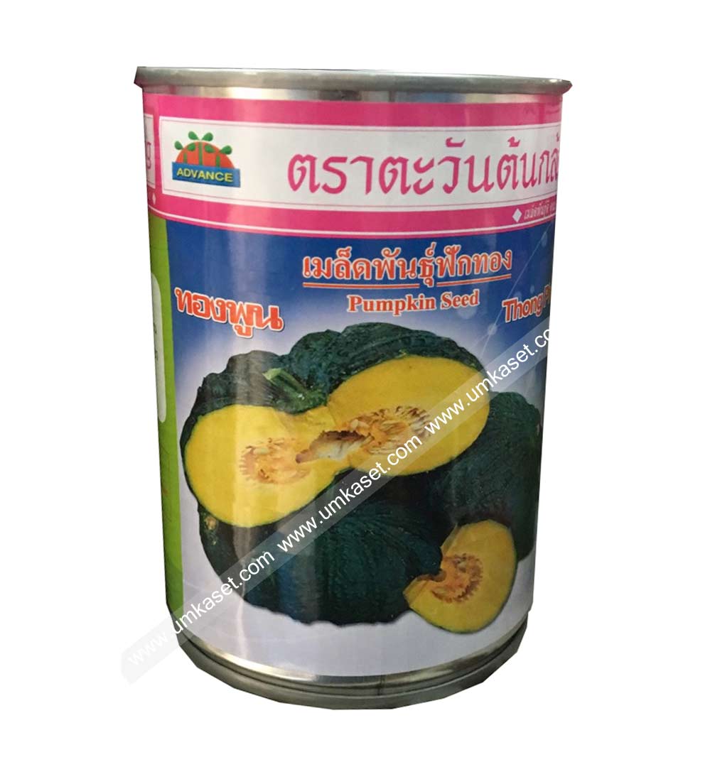 ฟักทอง ทองพูน ตะวันต้นกล้า